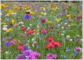 mieszanka-bylin-roslin-miododajnych-na-tereny-podmokle-nasiona-1000gram-1kg