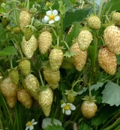 poziomka-zolta-fragaria-vesca-yellow-wonder