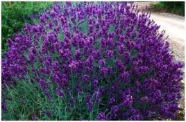 lawenda-lekarska-odpedza-komary-i-wabi-motyle-nasiona-200-sztuk