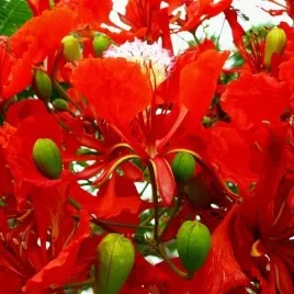 plomien-afryki-najpiekniejsze-drzewo-swiata-delonix-regia-3-nasiona