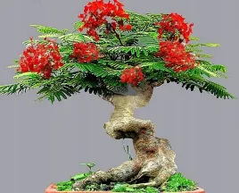 plomien-afryki-idealny-na-bonsai-delonix-regia-3-nasiona