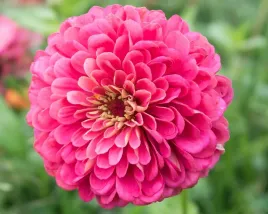 cynia-daliowa-illumination-1-gram-nasion