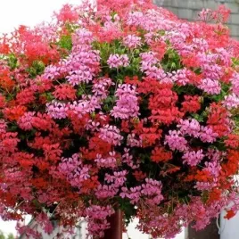 pelargonia-zwisajaca-speedy-f2-mix-kolorow-na-taras-balkon-ogrod-10-nasion
