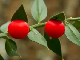 myszoploch-kolczasty-ruscus-aculeatus-2-nasiona
