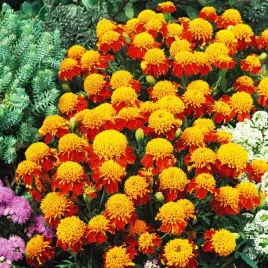 aksamitka-rozpierzchla-orange-flame-niska-tagetes-patula-nana-nasiona
