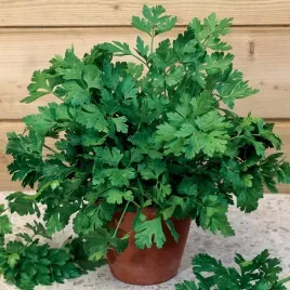 pietruszka-lisciowa-gigante-de-italia-zbior-juz-po-90-dniach-400-nasion