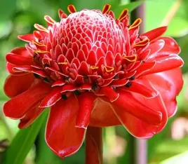 etlingera-wyniosla-czerwona-red-roza-4-nasiona