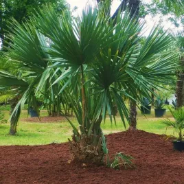 palma-mrozoodporna-sabal-minor-cherokee-do-20c-dwarf-palmetto-1-nasiono