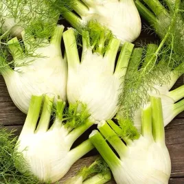 koper-wloski-fino-aromatyczny-i-lekkostrawny-200-nasion-foeniculum-vulgare