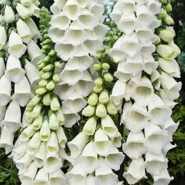 naparstnica-purpurowa-biala-500-nasion-digitalis-purpurea-do-ogrodu