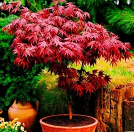 klon-palmowy-czerwonolistny-acer-palmatum-var-atropurpureum-10-nasion