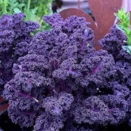 mrozoodporny-jarmuz-scarlet-szkarlatno-fioletowym-z-witaminy-a-i-c