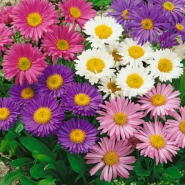 aster-alpejski-mix-kolorow-aster-alpinus-mrozoodporny-100-nasion