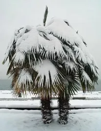 trachycarpus-fortunei-mrozoodporna-palma-w-twoim-ogrodzie-do-20-c-nasiona