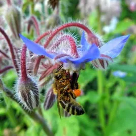 miododajny-ogorecznik-lekarski-borago-officinalis-100-g-nasion