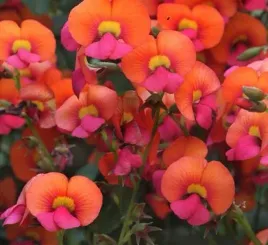 niezwykla-chorizema-diversifolium-10-nasion