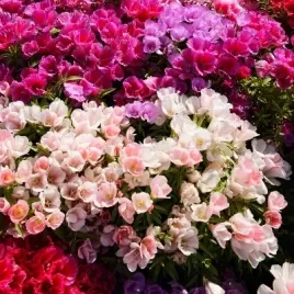 godecja-wielkokwiatowa-mix-kolorow-250-nasion