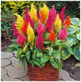 celozja-pierzasta-mix-kolorow-celosia-argentea-plumosa-nasiona-05-g