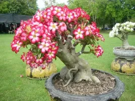 roza-pustyni-adenium-obesum-3-nasiona