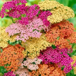 krwawnik-pospolity-mix-kolorow-do-ogrodu-achillea-millefolium-200-nasion