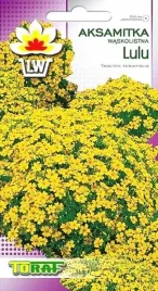 aksamitka-waskolistna-lulu-tagetes-05-gr-nasion