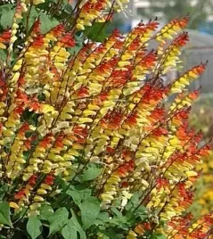 mina-mina-lobata-plonace-kwiaty-17-nasion