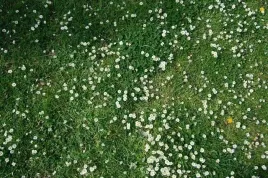 stokrotka-lakowa-biala-bellis-perennis-02-gr-nasi