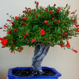 granatowiec-wlasciwy-do-domu-na-bonsai-punica-granatum-20-nasion