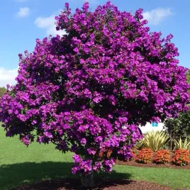 lepidota-tibouchina-kwiat-ksiezniczki-andow-lepidota-tibouchina-10-nasion