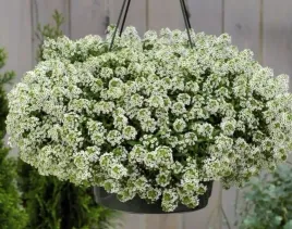 smagliczka-nadmorska-biala-05-grama-nasion