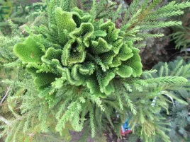 szydlica-japonska-cryptomeria-japonica-50-nasion