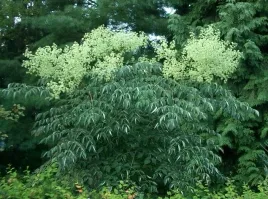 rzadka-aralia-japonska-aralia-elata-50-nasion