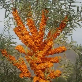 rokitnik-pospolity-odporny-na-susze-i-mroz-hippophae-rhamnoides-50-nasion