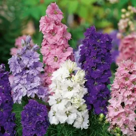 ostrozka-letnia-delphinium-ajacis-mix-kolorow-1-gr