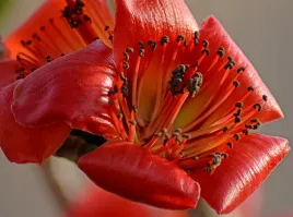 welniak-azjatycki-bombax-ceiba-5-nasion