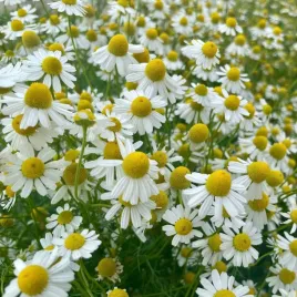 rumianek-pospolity-na-rabate-do-ogrodu-matricaria-chamomilla-5000-nasion