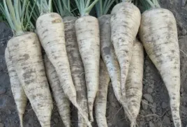 pietruszka-halblange-berlinska-5-gram-nasion