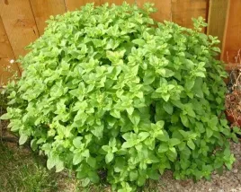 ziolo-melisa-lekarska-melissa-400-nasion