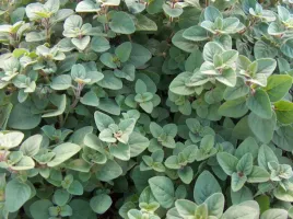 oregano-lebiodka-origanum-vulgare-400-nasion