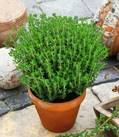 ziolo-tymianek-wlasciwy-thymus-vulgaris-300-nasion