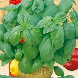 bazylia-wlasciwa-ocimum-basilicum-200-nasion