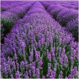 lawenda-lekarska-mrozoodporna-i-pachnaca-odstrasza-komary-i-muchy-nasiona