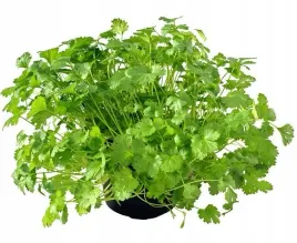 kolendra-siewna-coriandrum-sativum-2-gramy-nasio