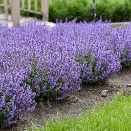 ziolo-i-przyprawa-kocimietka-faassena-500-nasion-do-ogrodu-i-na-taras