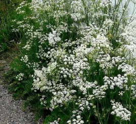 kminek-zwyczajny-carum-carvi-100-nasion