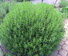 czaber-ogrodowy-satureja-hortensis-400-nasion