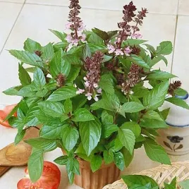 bazylia-cynamonowa-basilicum-cinamoni-200-nasion