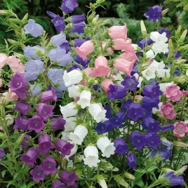 dzwonek-ogrodowy-campanula-mix-kolorow-300-nasion