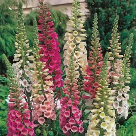 naparstnica-purpurowa-mix-kolorow-500-nasion-digitalis-purpurea