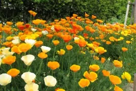 eszolcja-kalifornijska-escholtzia-100-nasion